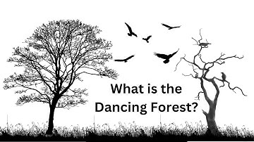 Unveiling the Mystery of the Dancing Forest | Nature