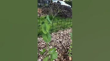 Simple pea trellis