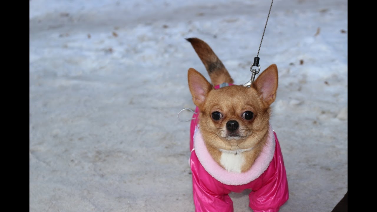 Поводок для чихуахуа. Можно ли гулять с чихуахуа зимой. Собаки чихуахуа гуляют. Можно ли гулять с чихуахуа зимой. Можно ли гулять с чихуахуа зимой.