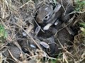 Wild Bunnies Found In My Garden