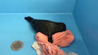Baby seal and towel - May 08, 2019 - Нерпенок и полотенчико