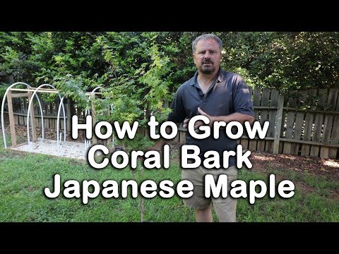 How to grow Coral Bark Japanese Maple (Ornamental Tree With Coral Colored Bark)