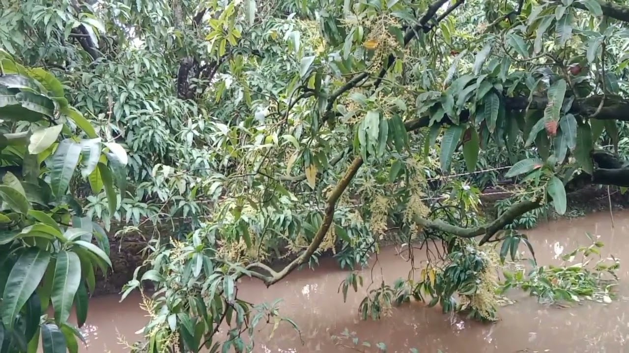 xịch thuốc lấy nhụy xoài cát Chu