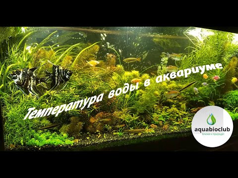 Температура воды в аквариуме. Понижаем, повышаем, а надо ли?