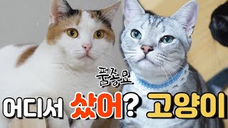 고양이 어디서 샀어?ㅣ품종묘 사는건가요ㅣ고양이 키우기 전에 보세요ㅣ고양이 입양하는 방법