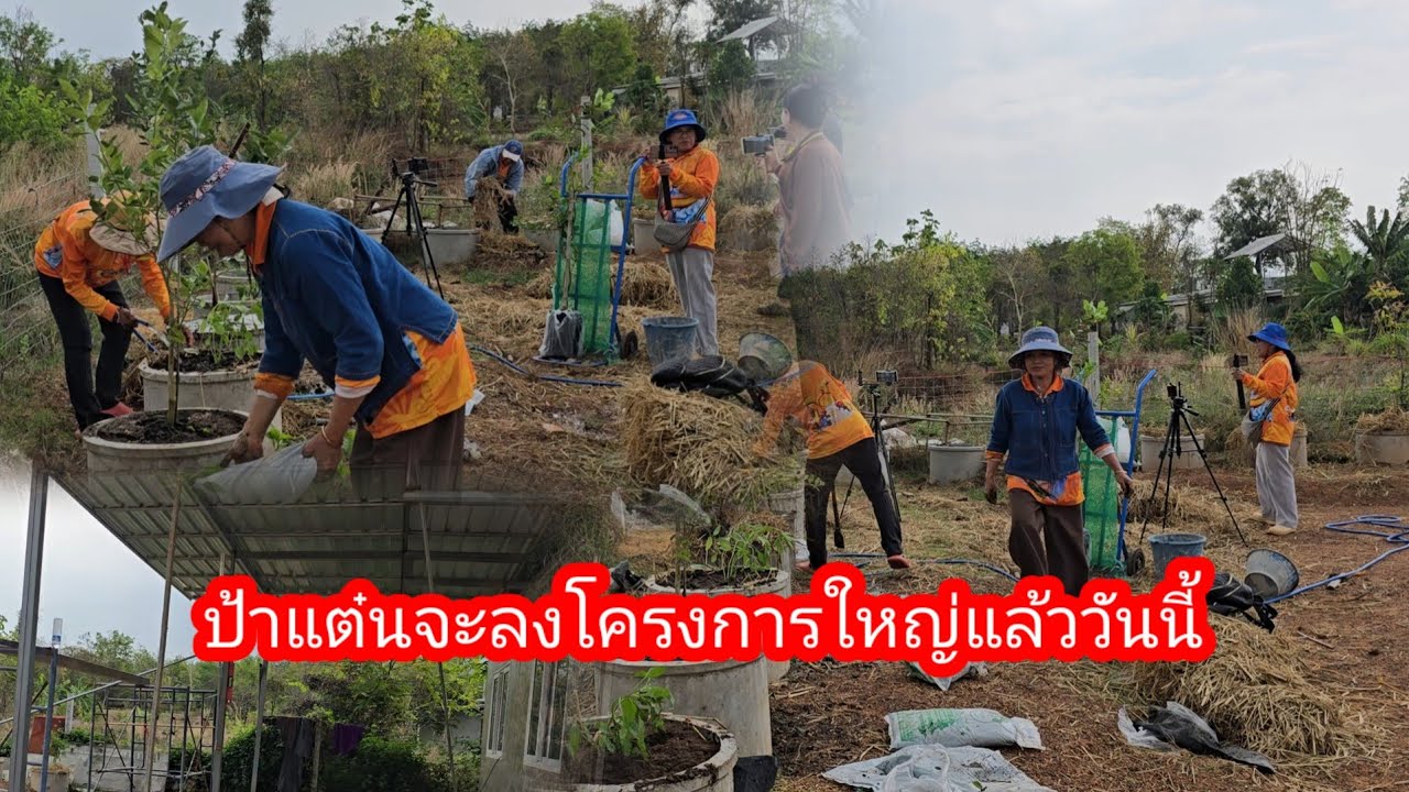 ขอบคุณพี่​เพชรสมร​ได้ ​ให้ป้ามาด้วยสิ่งนี้สวได้ปลูกไว้แล้ว​#ป้าแต๋นชาเเนล 