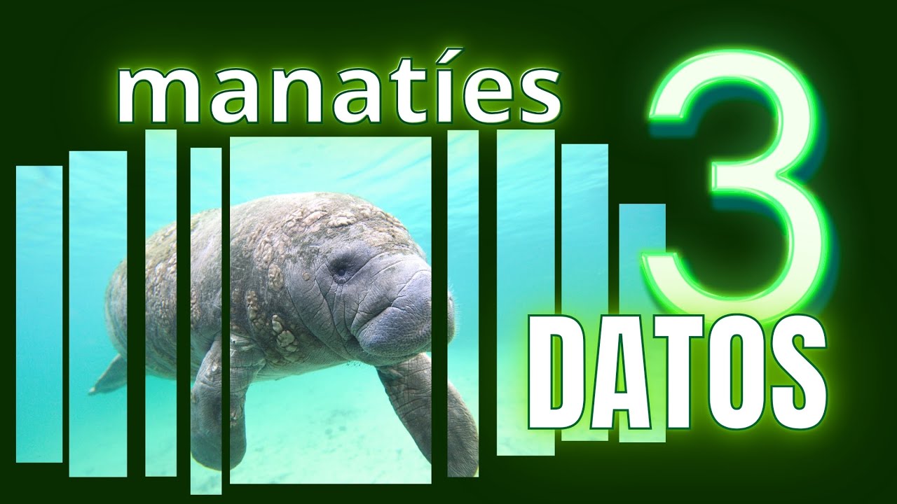 Manatí | 3 Datos que no Conocías - YouTube