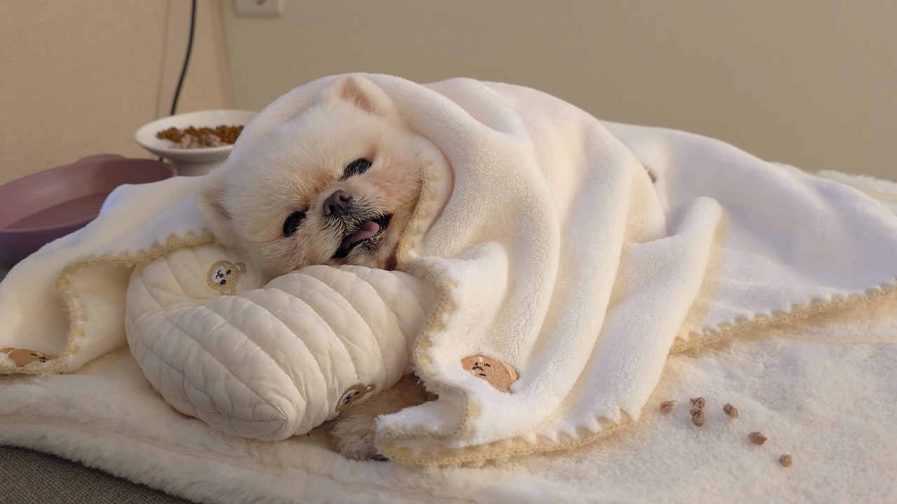 Понгки наконец-то поела спустя 11 дней после госпитализации видеоблог о посещении больницы для собак