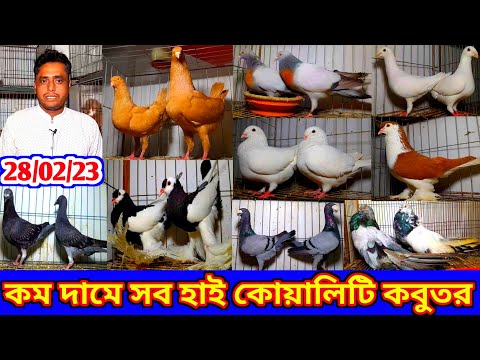 চমৎকার চমৎকার সব হাই কোয়ালিটি ফেন্সি কবুতর কিনুন কম দামে আনোয়ার ভাইয়ের খামার থেকে কবুতর বিক্রি হবে