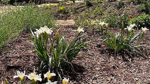 Carol Hardesty's Garden