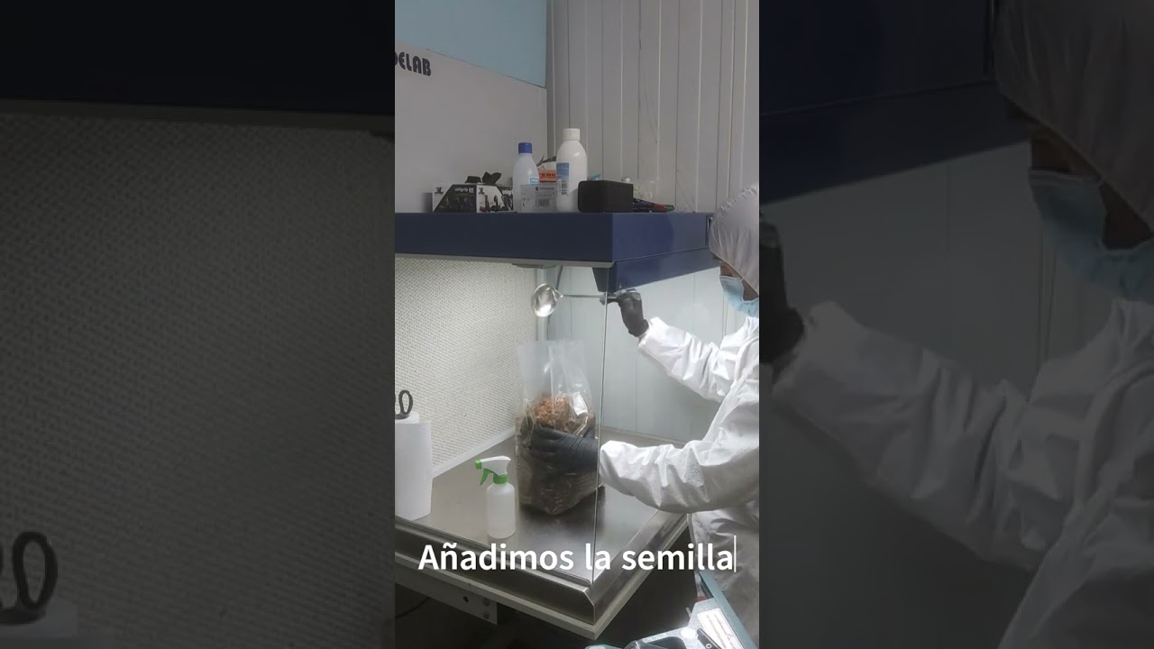 Inoculando shiitake en sustrato esterilizado