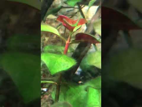 ludwigia repens rubin super red