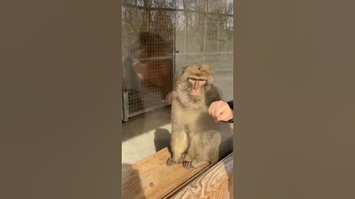 This monkey was amazed at a magic trick #shorts #foryou #animals #monkey #magic #funny #funnyvideo