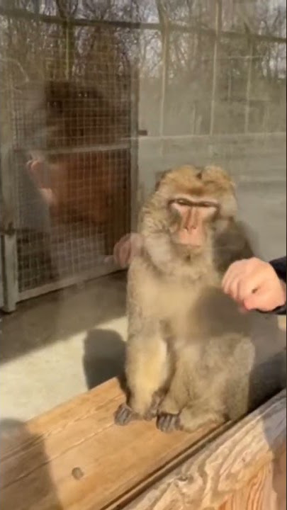 This monkey was amazed at a magic trick #shorts #foryou #animals #monkey #magic #funny #funnyvideo
