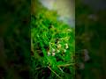 Peaceful Village Nature View | Pure Desi Vibes #indianvillage #Shorts