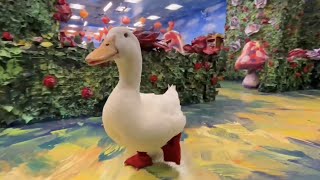 i took my duck to Wonderland