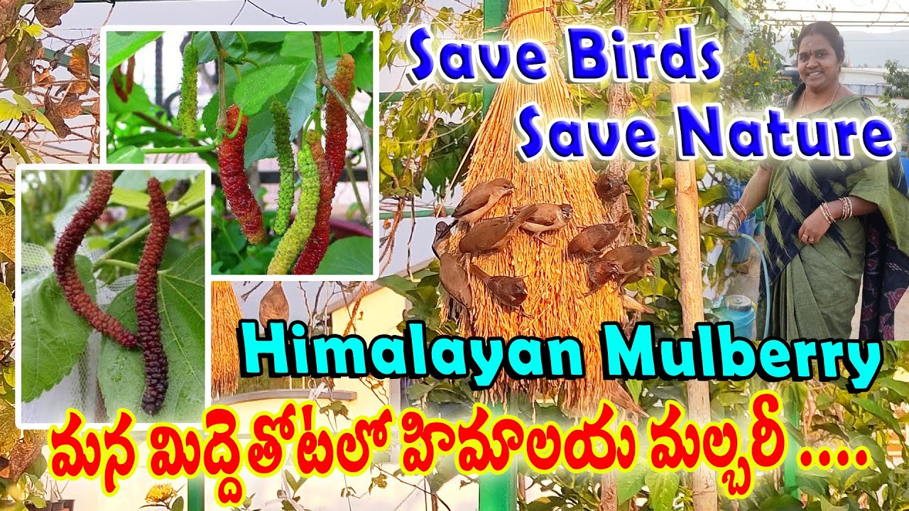 Mulberry Cultivation in Terrace Garden | Himalayan Mulberry | హిమాలయన్ మల్బరీ |ACH Gardening Channel