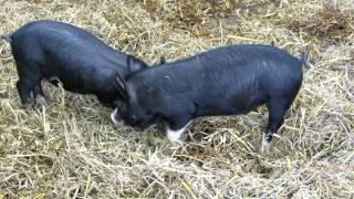 Piglets at Buckleberry farm in England