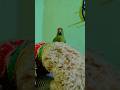 😅🦜#nonstoptalkingparrot #mithukibatain #mithu #parrottalking #talkingparrot #parrotlovers #hype #fyp