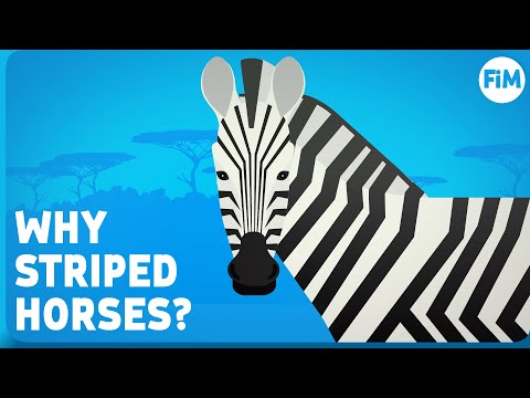 Video: Why Is The Zebra Striped