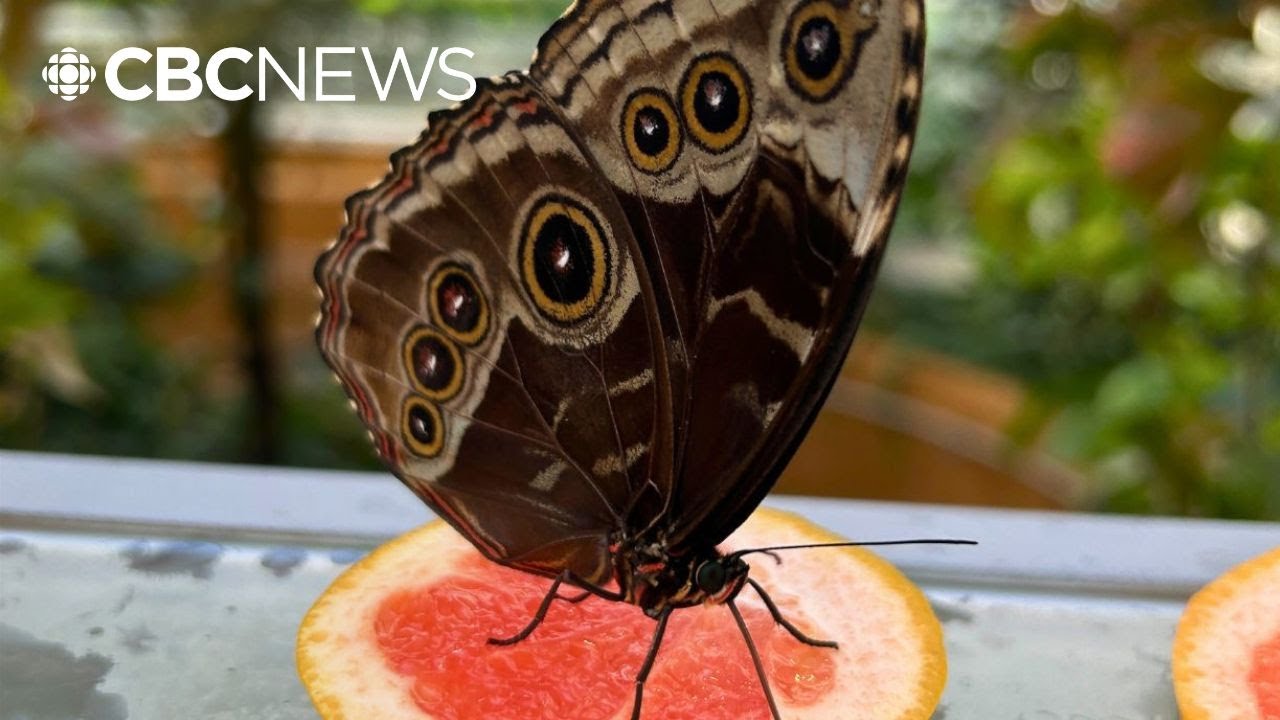 How Montreal’s Insectarium is using AI for research – and to make ...