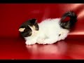 Donumfatorum exotic shorthair kitten🩷💝 Екзотична короткошерста дівчинка💜