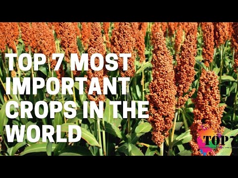 Top 7 Most Important Crops In The World