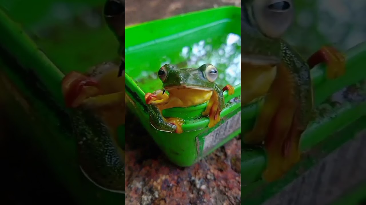 malabar gliding frog