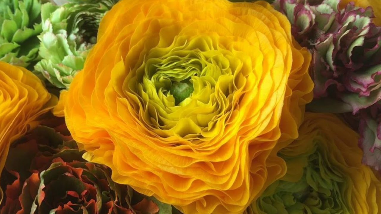 Angolo Verde Treviglio