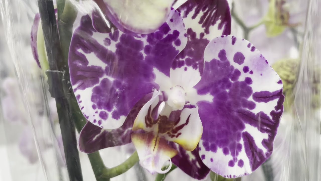 Шикарные микро орхидеи и не только в Леруа Мерлен Барнаул - YouTube