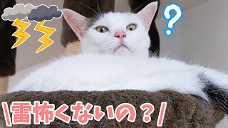 雷の反応を撮ろうと思ったら不思議なチロさん撮れました