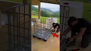 He Turned a Water Tank Into a Genius Chick Coop 🤯.