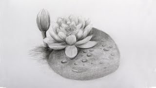 How To Draw A Water Lily Step By Step: Pencil Sketch Water Lily Drawing