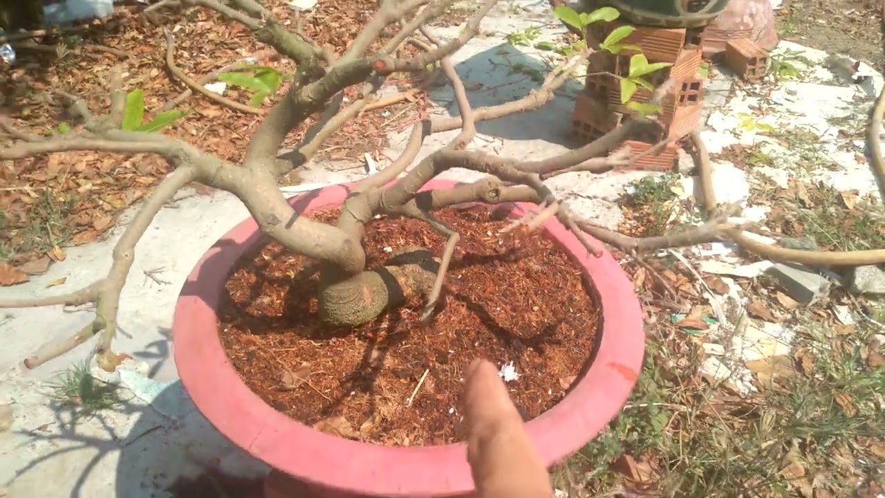 Vì sao lá mai sau tết hai bị nhăn mo méc nổi gân - cách khắc phục