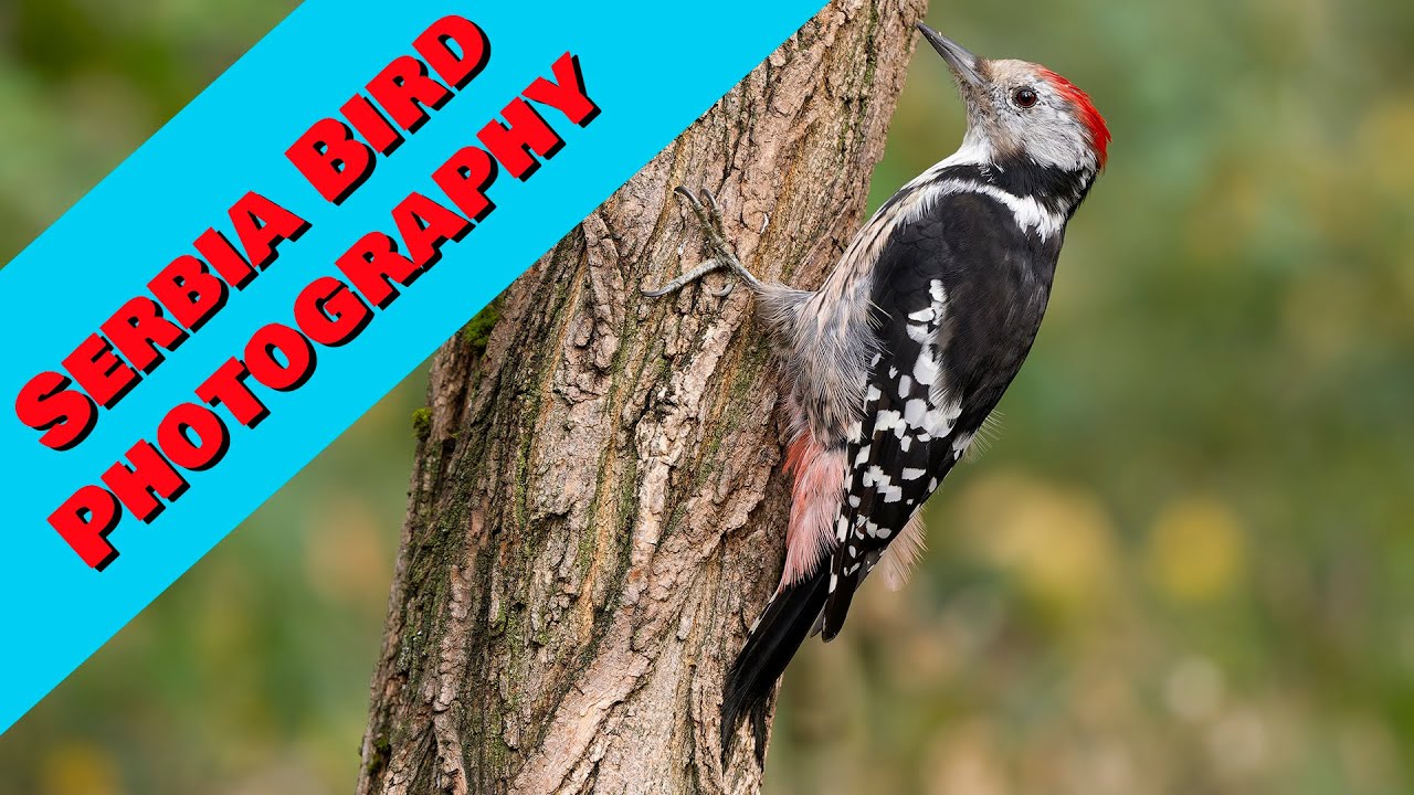 A week of bird photography in Serbia with Balkan Bird Bokeh. Eastern Europe is so bird rich.