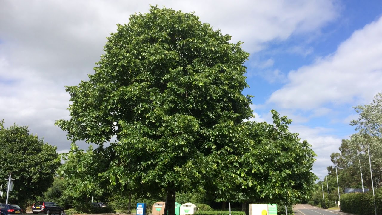 Small-leaved lime - tree - June 2017