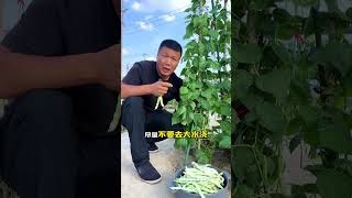 3.24號種的芸豆可以收穫了!#壽光張大帥 #我的小菜園 #芸豆 #自己種的純天然的綠色蔬菜