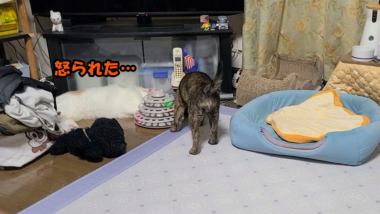 騒ぐ男共に姉犬からの一喝!初めて叱られてしょげてしまう弟猫
