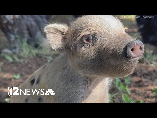 Hairdresser turned taxidermist creates taxidermy pig piggy bank