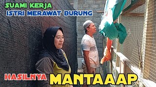 pasangan suami istri kompak ternak murai batu