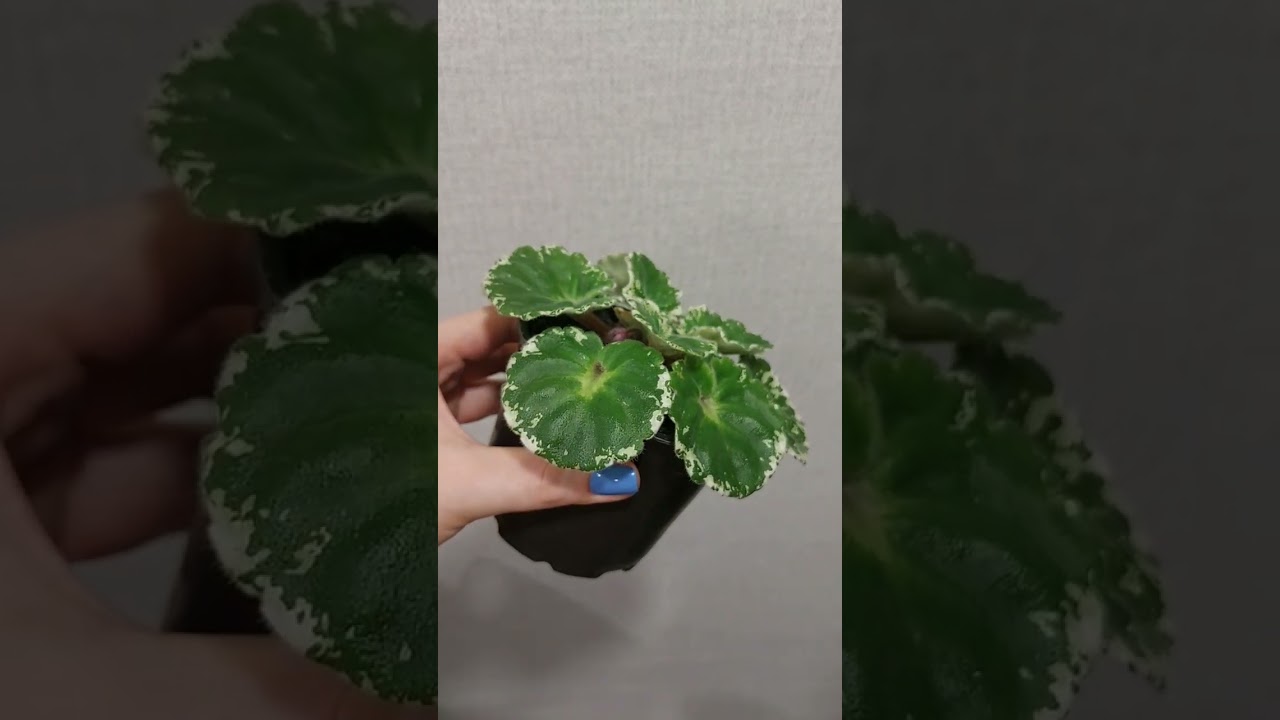 Фиалка Р-Дурман (жду первое цветение 😍)