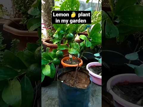 Lemon 🍋 plant in my garden #shorts