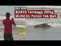 Buaya Tembaga 200kg Muncul di Pantai Tok Bali, Pasir Puteh