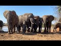 Orphaned albino elephant calf, Khanyisa's muddy playtime at the water's edge with the herd