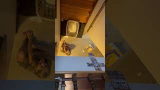 Little Girl Slides Down Stairs in Laundry Basket