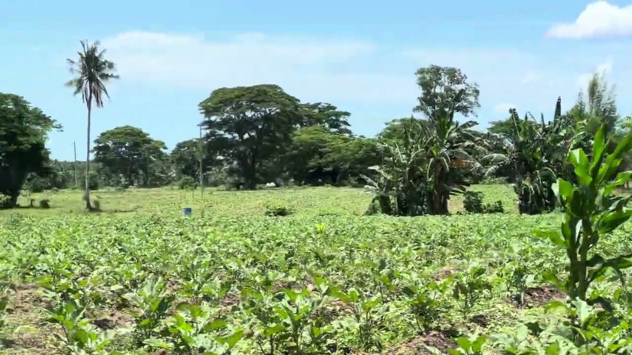 Talong pure organic fertilization sa summer tag init season