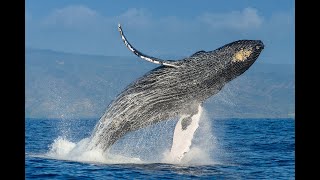 Синий кит  Самое большое животное в мире Blue Whale