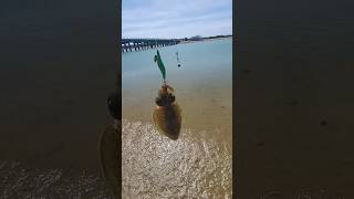 طريقة صيد سمك الحبار Cuttlefish