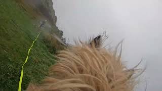 Cairn Terrier Take’s His New GoPro Out For a Run