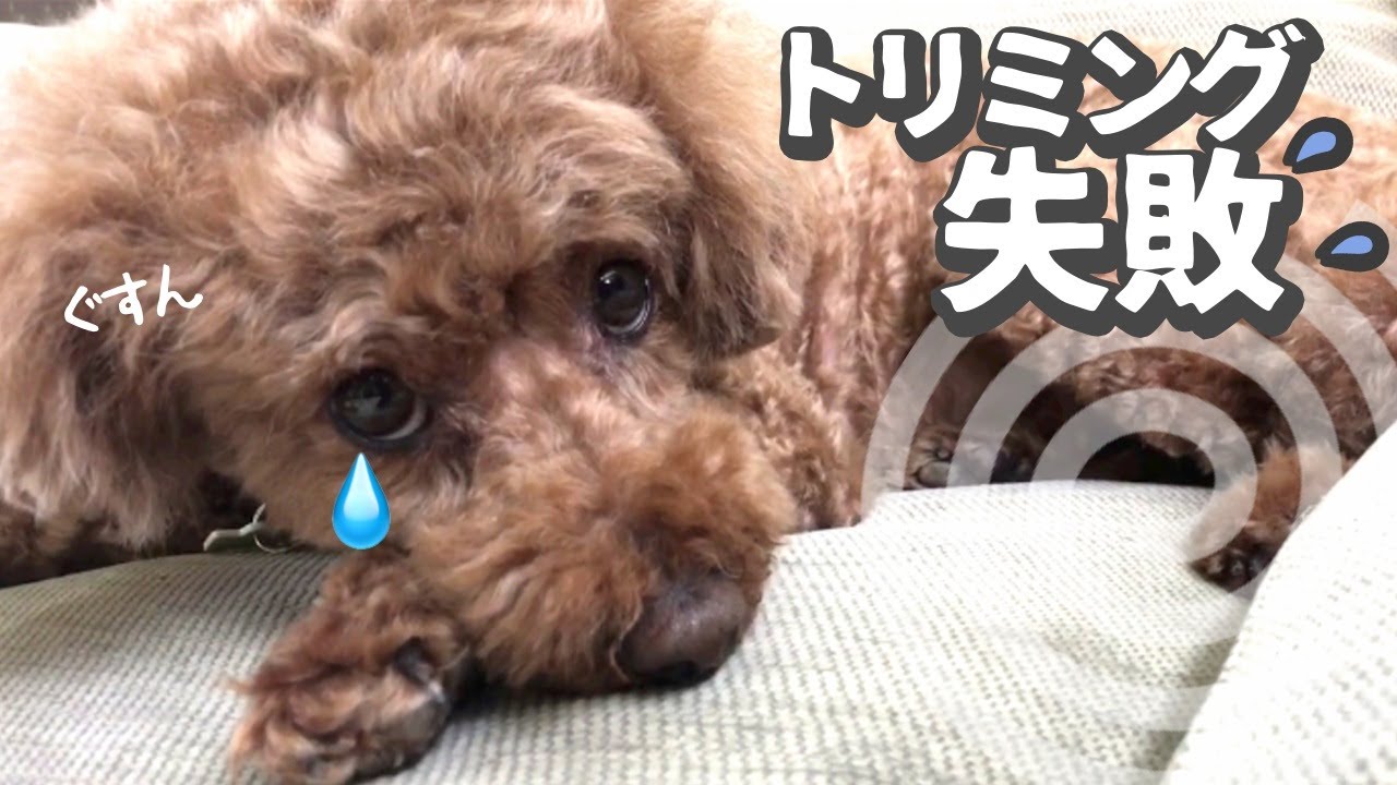 トリミング失敗！？愛犬トイプードルがいつもとは違った姿で帰ってきたw YouTube